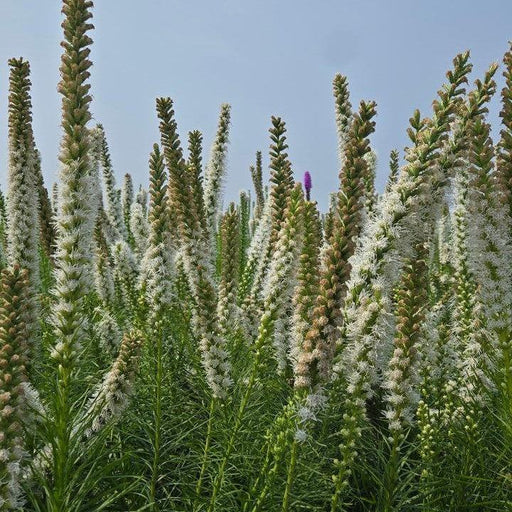 Blazing Star, White Blazing Star