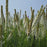 Blazing Star, White Blazing Star