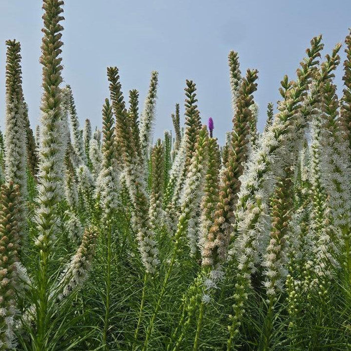 Blazing Star, White Blazing Star