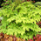 Spikenard, Sun King Golden Japanese Spikenard