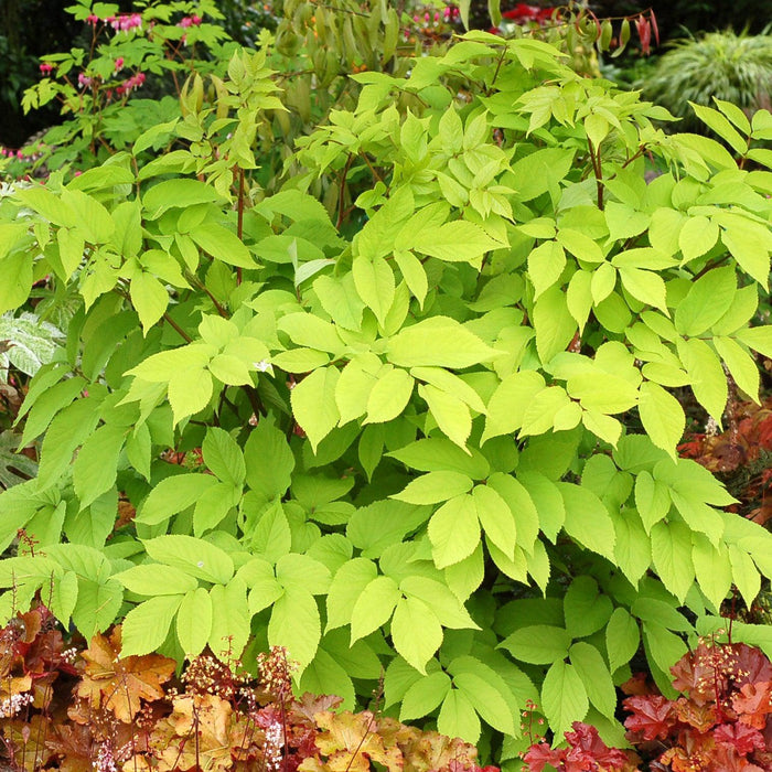 Spikenard, Sun King Golden Japanese Spikenard