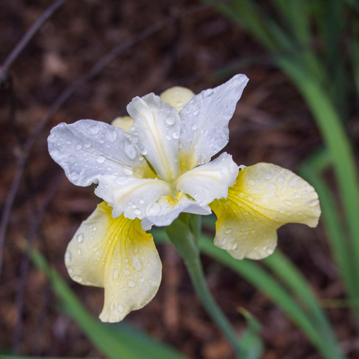Iris, Butter and Sugar Siberian Iris