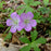 Cranesbill, Wild Cranesbill
