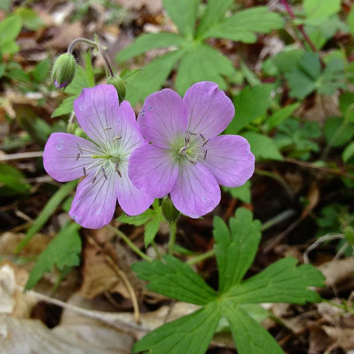 Cranesbill, Wild Cranesbill