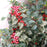 Holly, Berryrific Holly