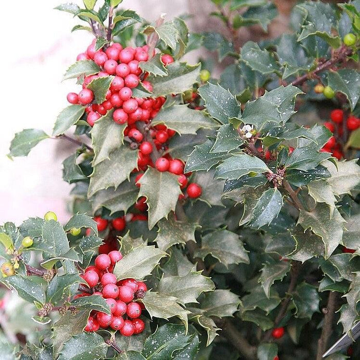 Holly, Berryrific Holly