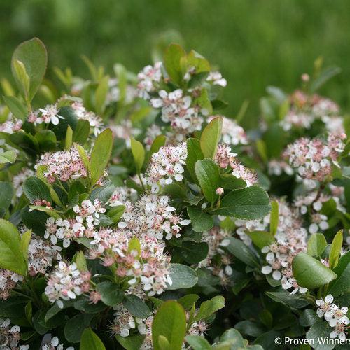 Chokeberry, PW® Low Scape Mound® Aronia