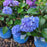 Hydrangea, Endless Summer® Bloomstruck® Hydrangea