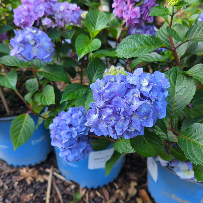 Hydrangea, Endless Summer® Bloomstruck® Hydrangea