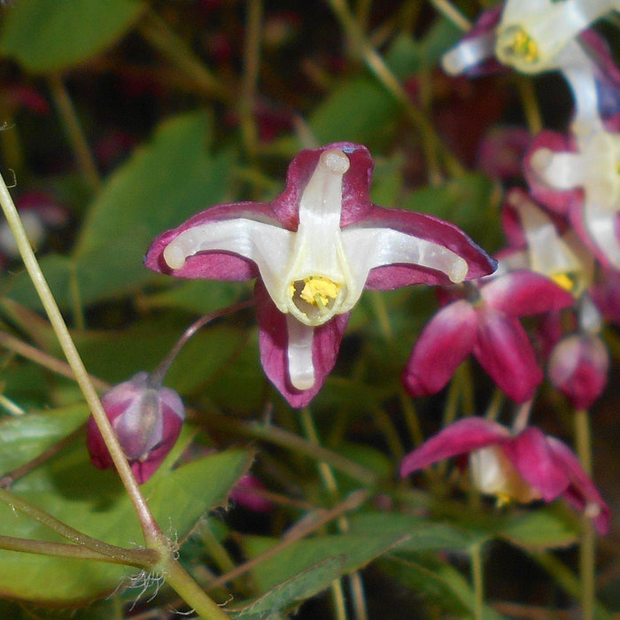 Bishop's Hat, Red Barrenwort