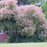 Cotinus obovatus 'American Smoketree'  - American Smoketree