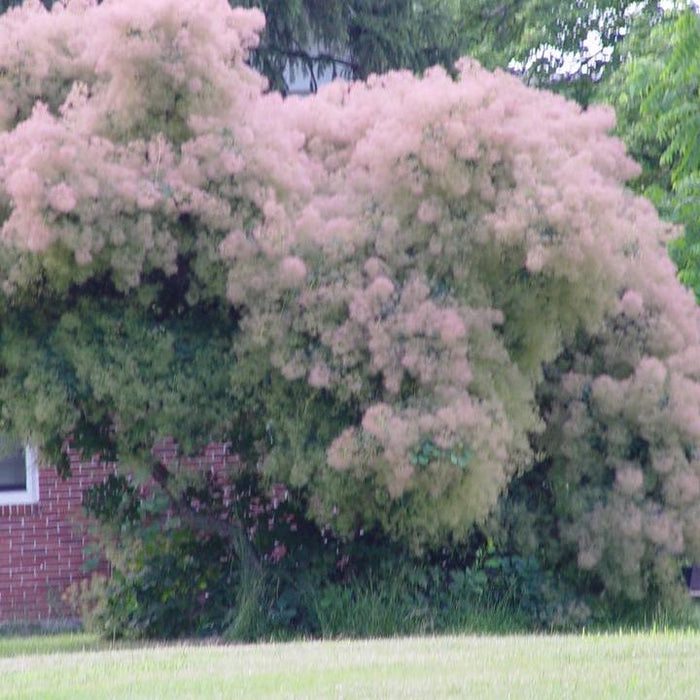 Cotinus obovatus 'American Smoketree'  - American Smoketree