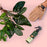 Proud Plant Mum Leaf Care Kit with Glove