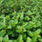 Mint, Berries & Cream™ Peppermint