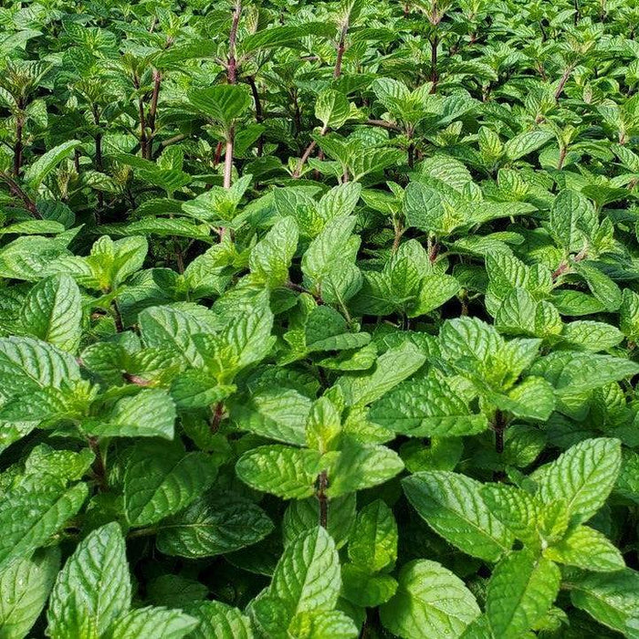 Mint, Berries & Cream™ Peppermint