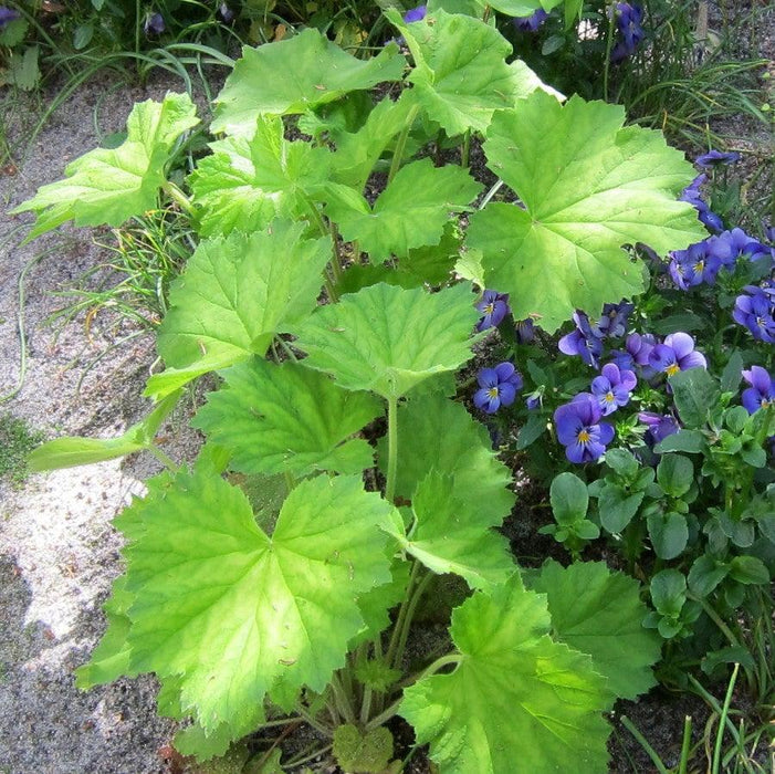 Coral Bells, Autumn Bride Coral Bells