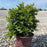 Azalea, Encore Autumn Sangria Azalea