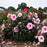 Hibiscus, Summerific® Cherry Choco Latte Hibiscus