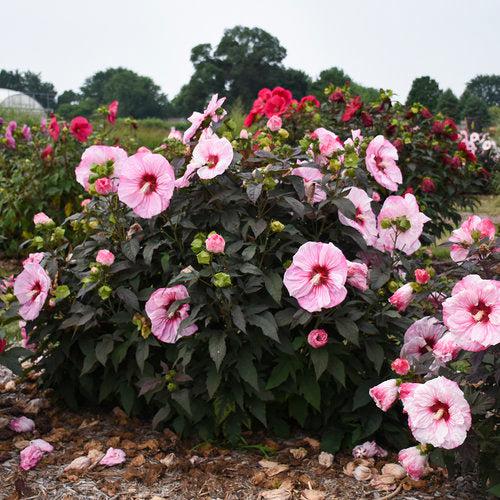 Hibiscus, Summerific® Cherry Choco Latte Hibiscus