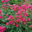 Rose, Oso Easy Peasy® Rose