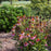 Coneflower, Ruby Star Echinacea