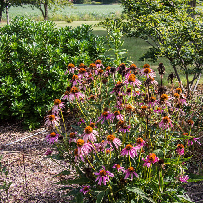 Coneflower, Ruby Star Echinacea