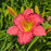 Daylily, Passionate Returns Daylily