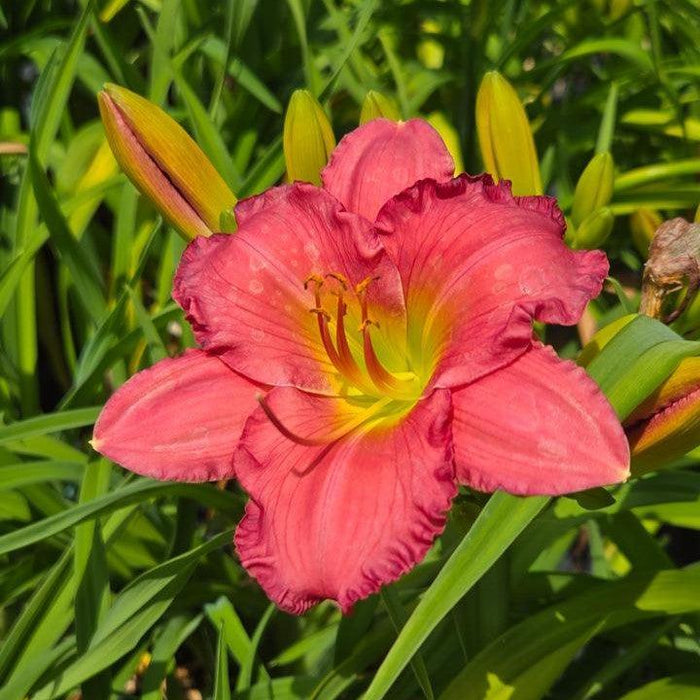 Daylily, Passionate Returns Daylily