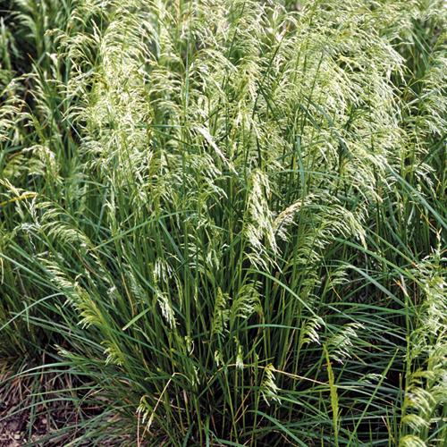 Grass, Pixie Fountain Tufted Hair Grass