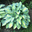 Hosta, June Hosta