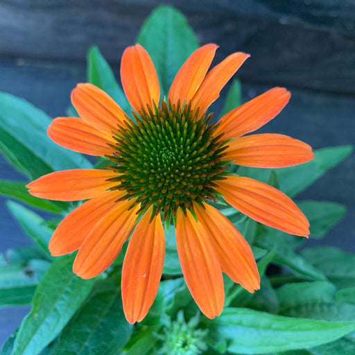 Coneflower, Artisan™ Soft Orange Coneflower