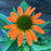 Coneflower, Artisan™ Soft Orange Coneflower