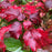 Hydrangea, Snowcicle Hydrangea