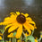 Black Eyed Susan, Goldsturm Black-Eyed Susan