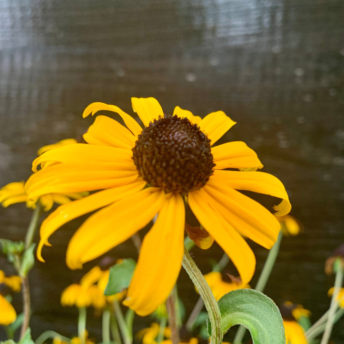 Black Eyed Susan, Goldsturm Black-Eyed Susan