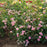 Rose, Blushing Drift® Rose