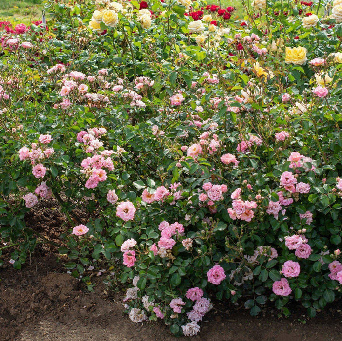 Rose, Blushing Drift® Rose
