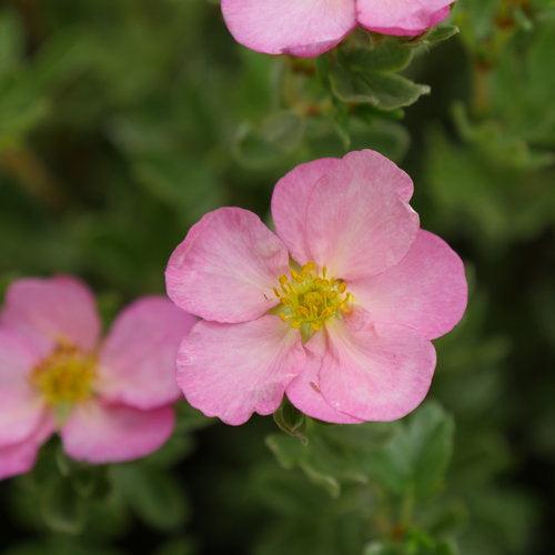 Cinquefoil, PW® Happy Face Hearts® Potentilla