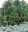 Cypress, Pendula Weeping Alaskan Cedar Cypress