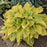 Hosta, PW® Shadowland® Echo the Sun Hosta