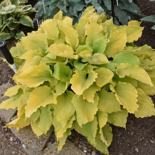 Hosta, PW® Shadowland® Echo the Sun Hosta