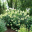 Hydrangea, Proven Winners® Limelight Prime® Hydrangea