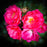 Rose, Flower Carpet® Pink Supreme Rose
