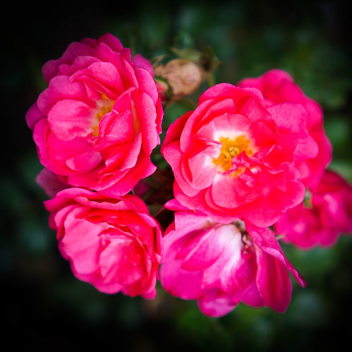 Rose, Flower Carpet® Pink Supreme Rose