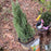Juniper, Blue Point Juniper
