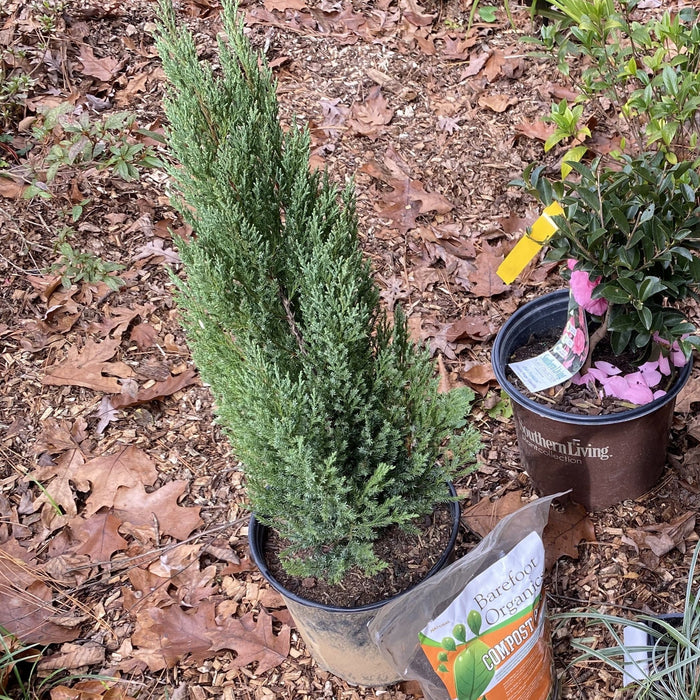 Juniper, Blue Point Juniper