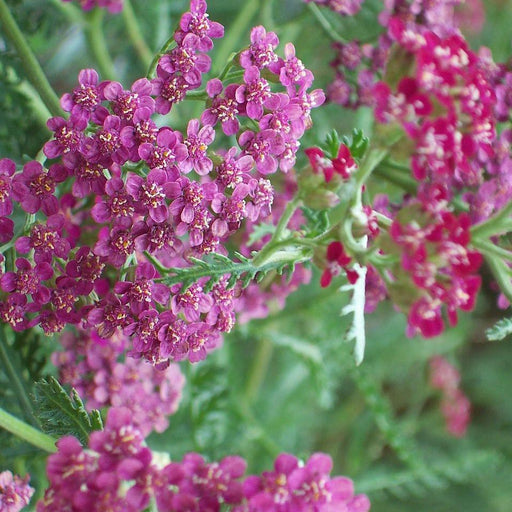 Yarrow, Milly Rock™ Rose Yarrow