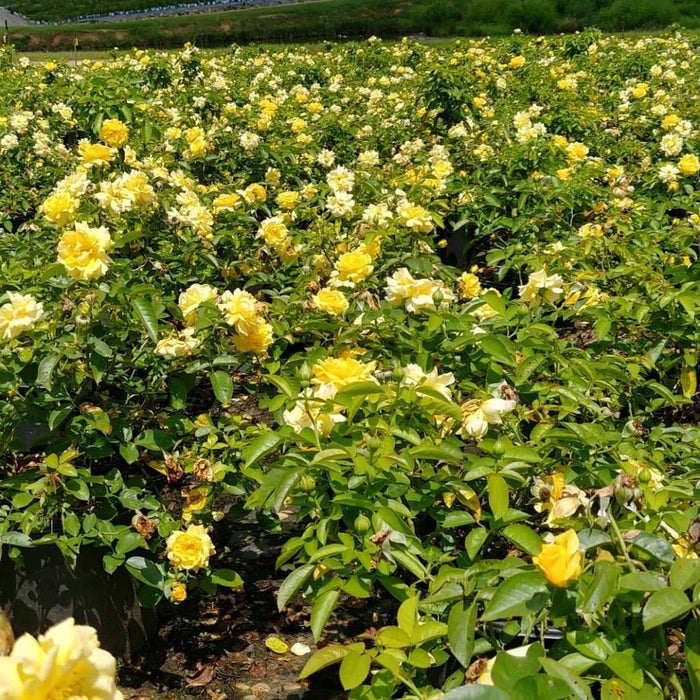 Rose, Julia Child™ Rose