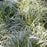 Sedge, Silver Sceptre Sedge