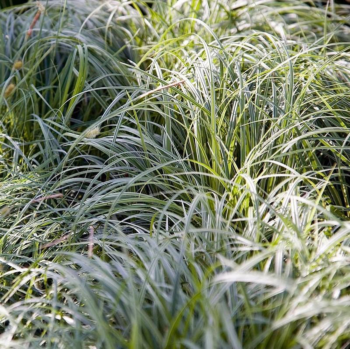 Sedge, Silver Sceptre Sedge